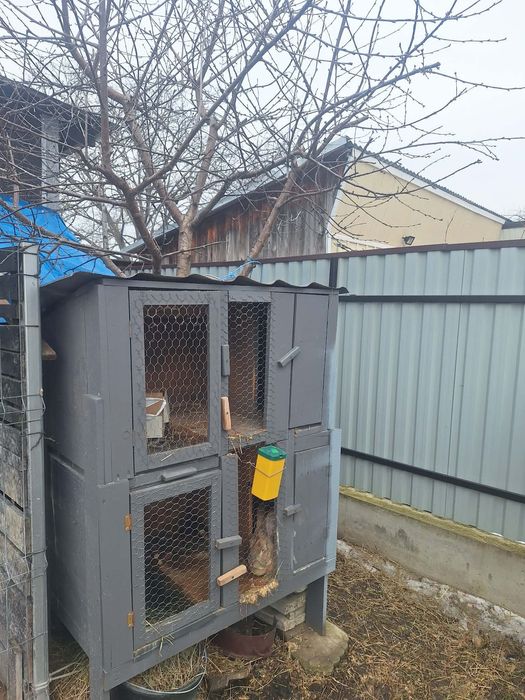 Vand 4 iepuroi 150 lei buc