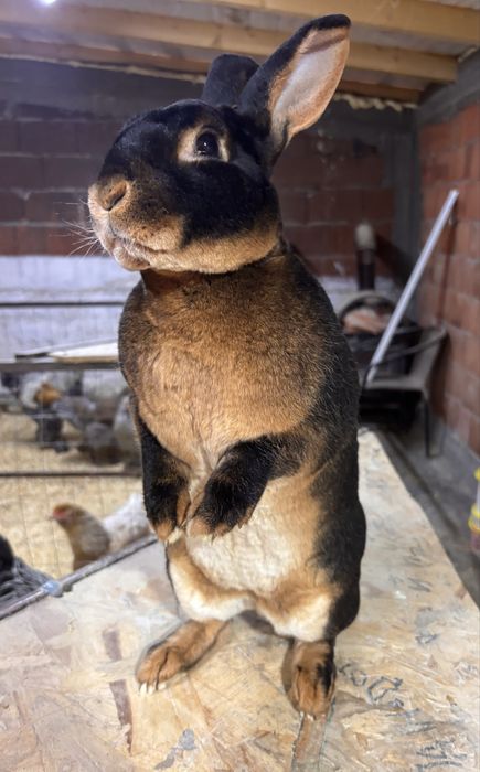 Iepuri rex loh ai galben si alb