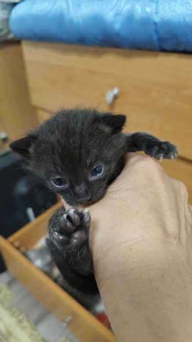 Отдам котят бесплатно