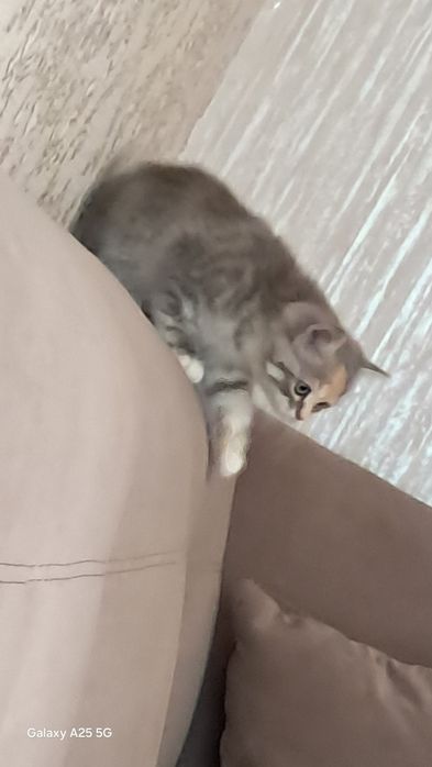 Отдам в добрые руки