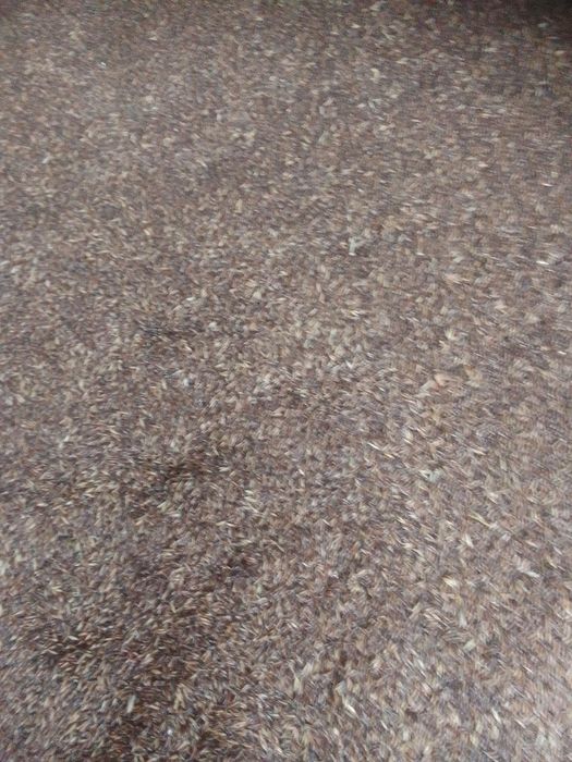 Ovăz negru preț 1.20