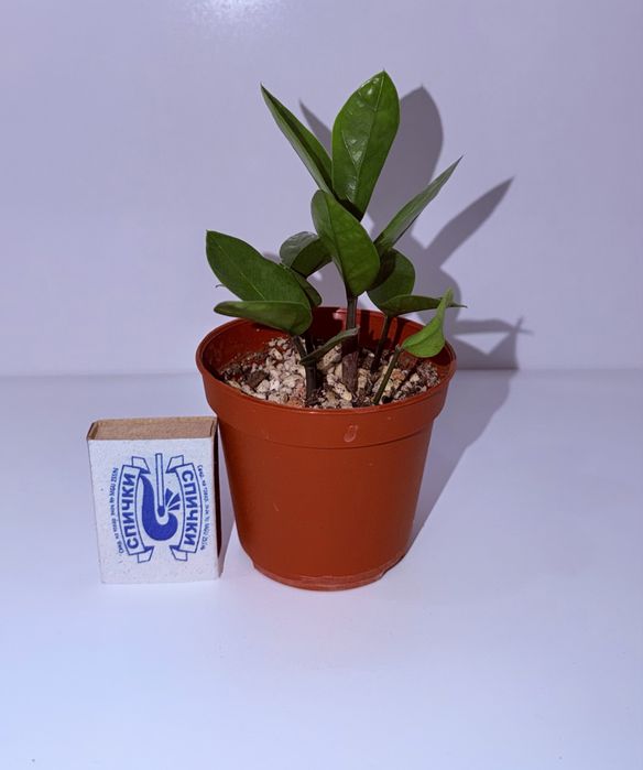 Замиокулькас, комнатные растения, комнатные цветы