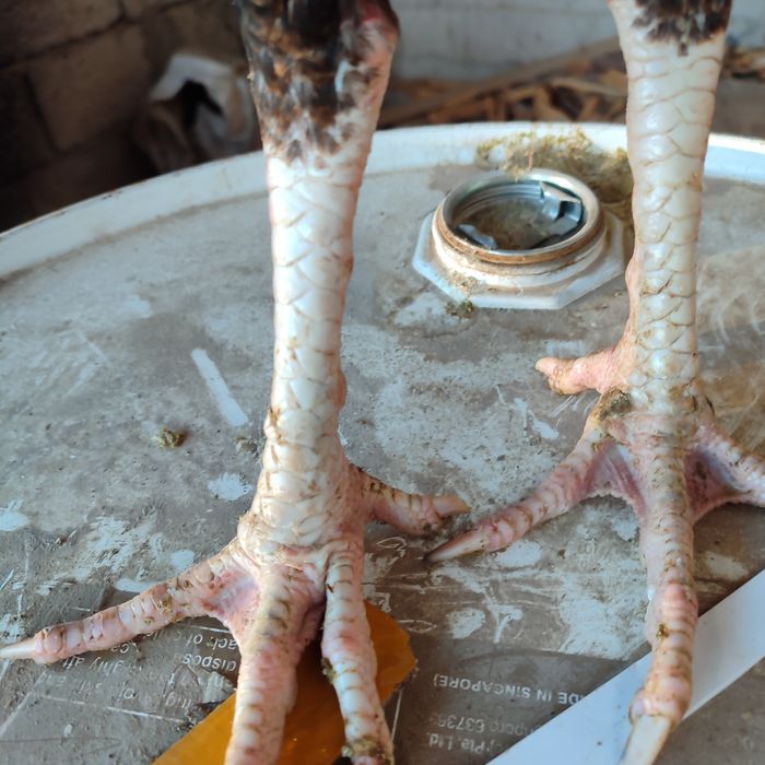 Бойтсовые петух прадаётся