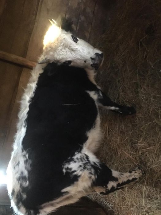 Кашар 2.5жылдык