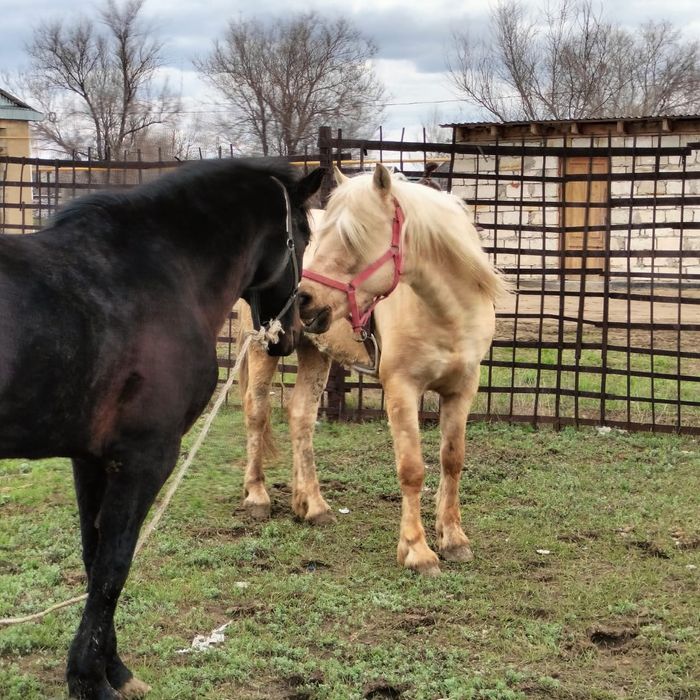 Жылкы 2020 жылғы