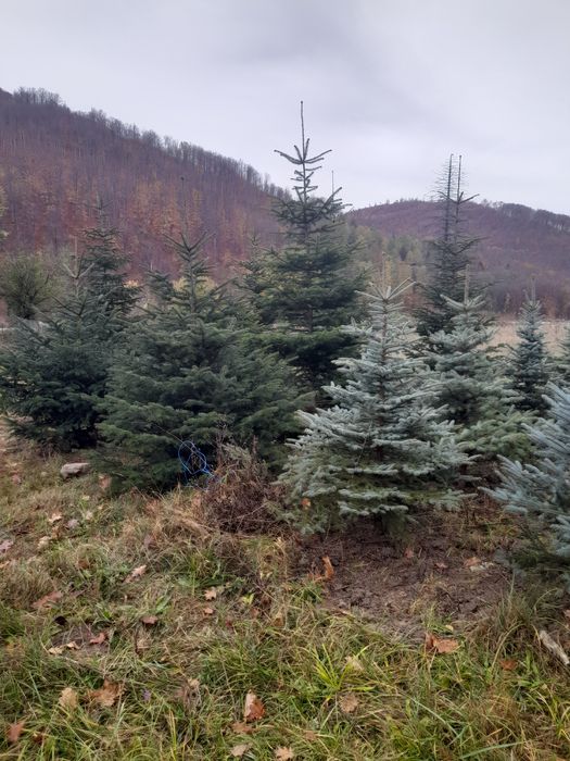 Braz leilandi mesteacăn,tei,pawlonia