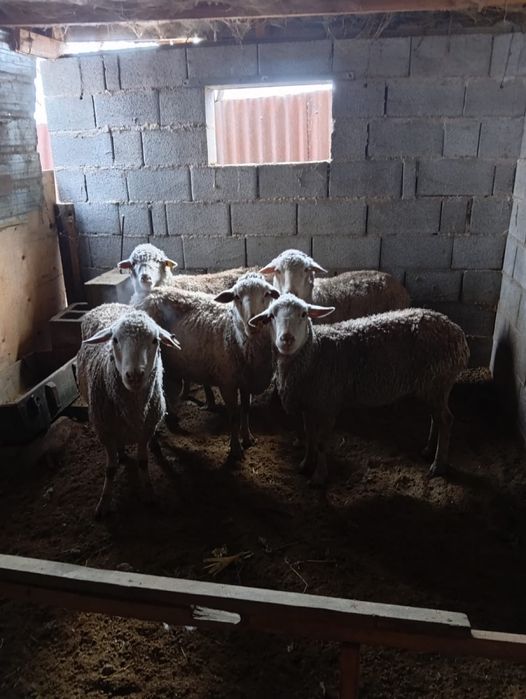 Кой сатылады срочна