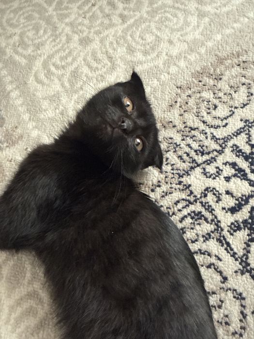 скотиш фолд кошка