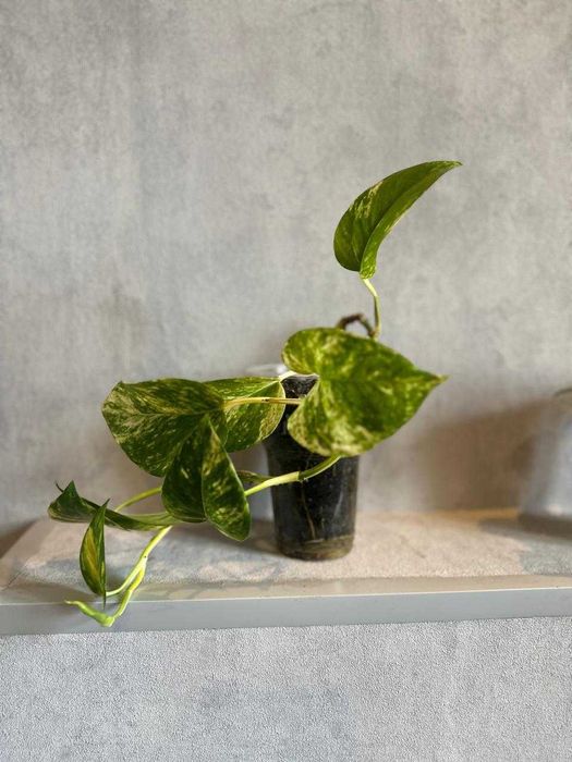 Продам  комнатные цветы