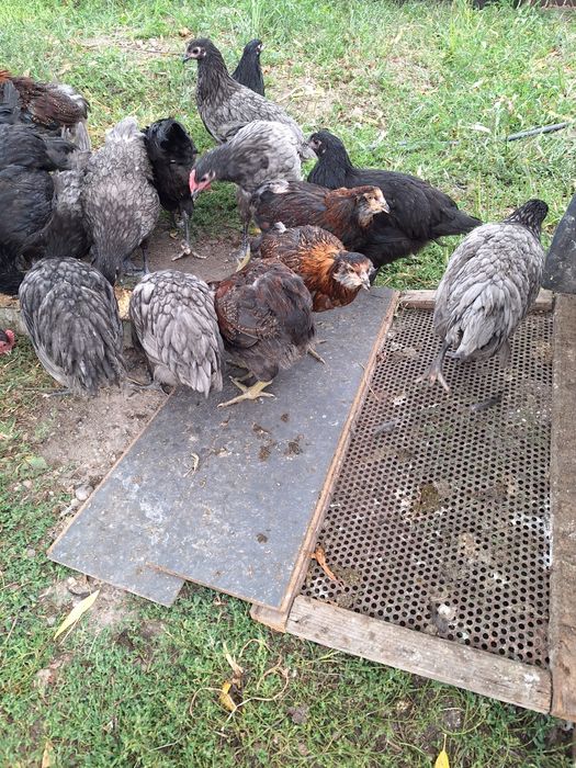 Puicute si cocosi Australorp