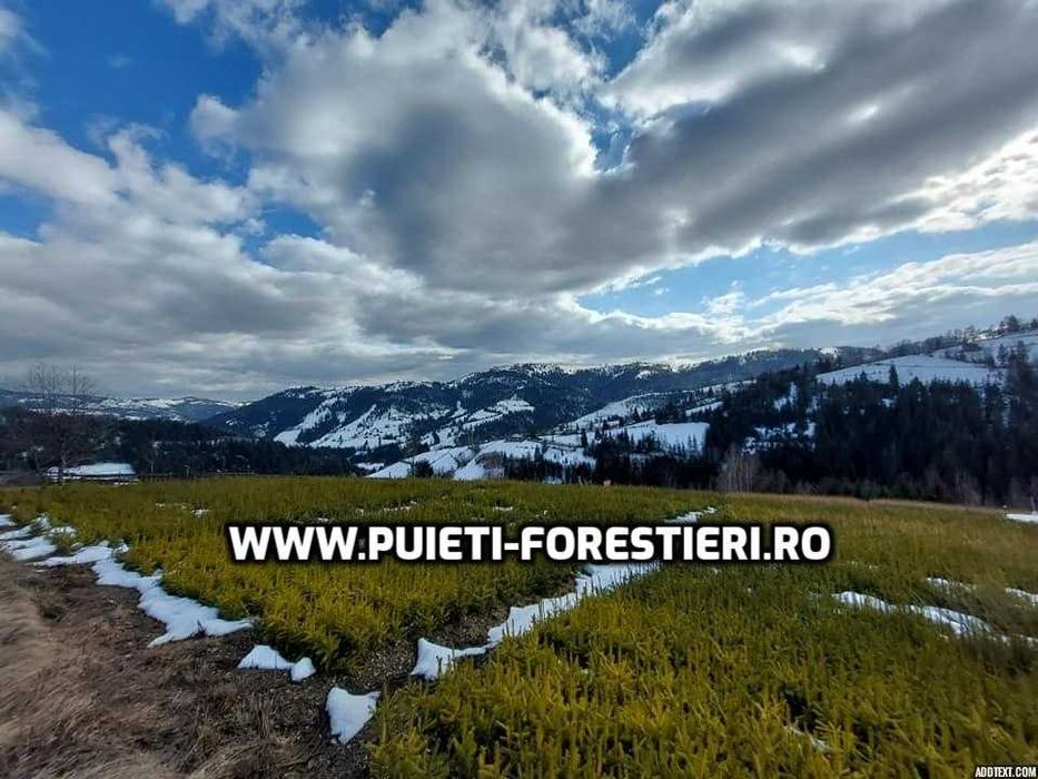 Puieti molid (Picea abies) radacina nuda- apti de plantat