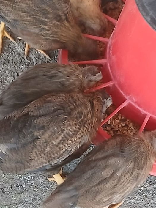 Pui Italiană Potarnichiu