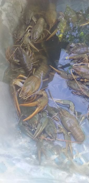 Раки живые и вареные