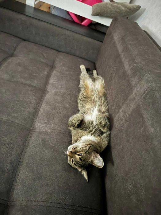 Отдам кошку в хорошие руки