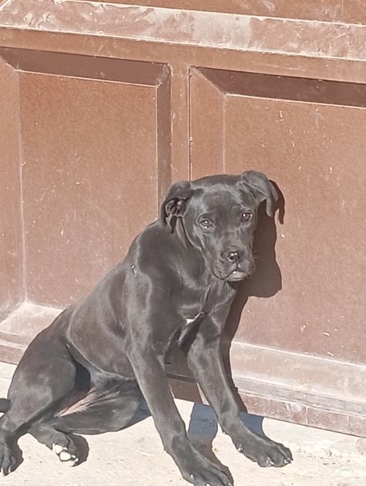 Прабаю сабаку Пидбуль