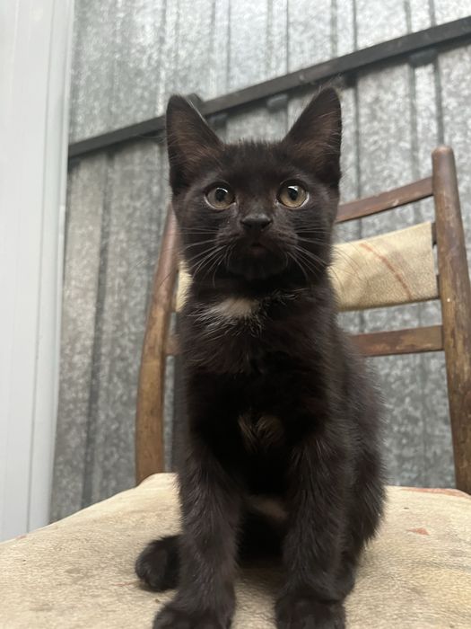 Отдам котят в заботливые руки