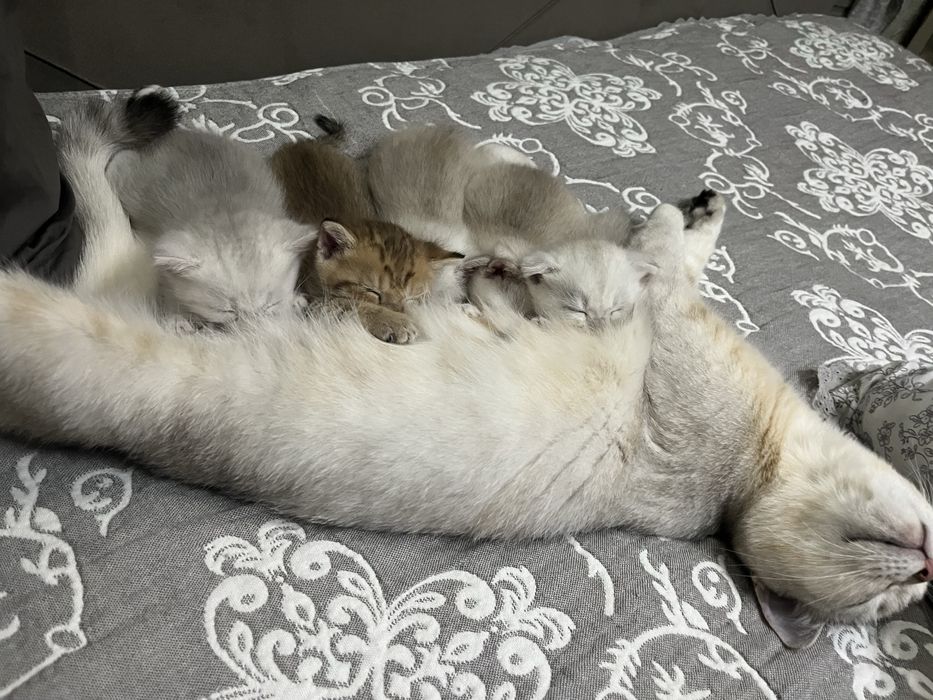 Продам котят британские веслоухих