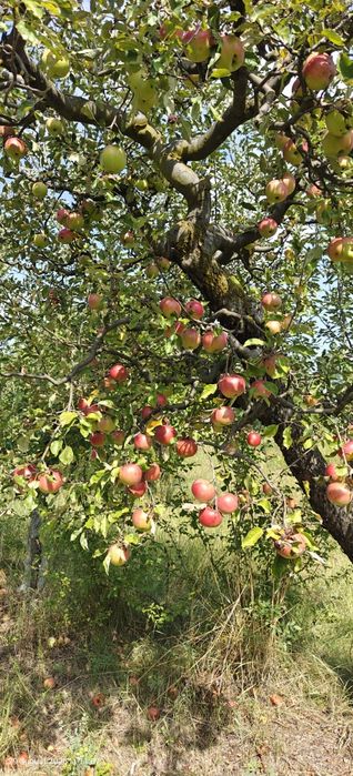 Vand mere  Starkinson, Crețești si Florina, piersici de toamna, ecologice