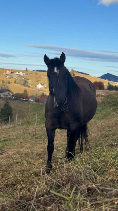 Iapa hutul rasa pura cu manz