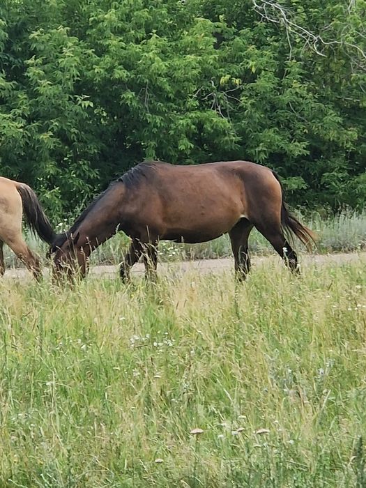 Продаеться Лошади