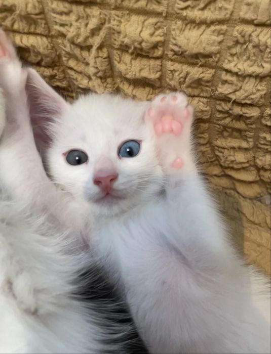 Котенок в добрые руки