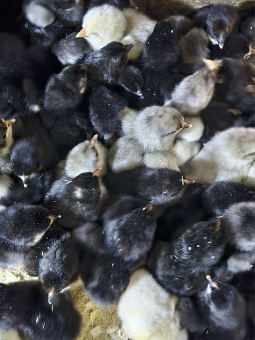 Продаются суточные цыплята