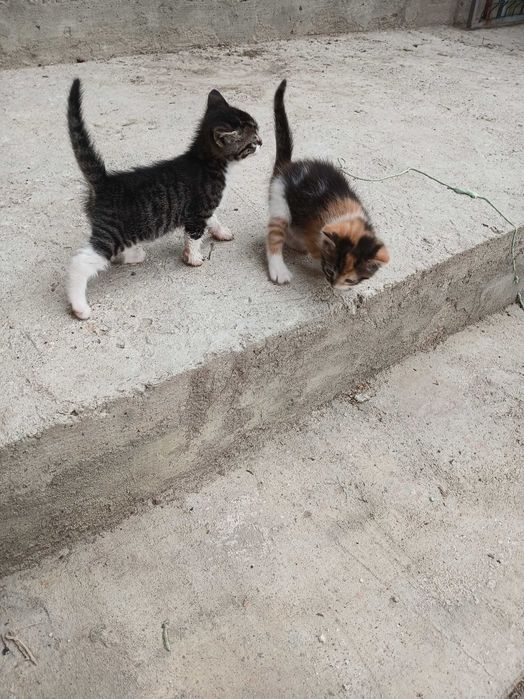 Подарявам котенца