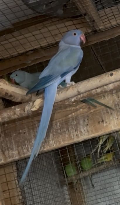 Papagali micul alexandru