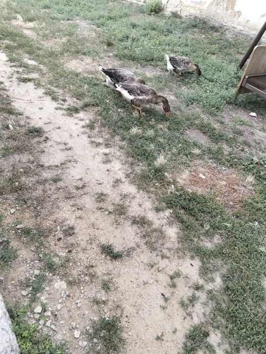 Продам гусей прошлогодние