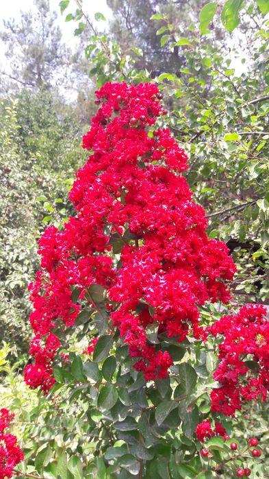 Лагерстремия (индийская сирень) динамит