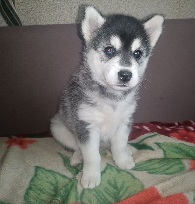 Продам щенят хаски