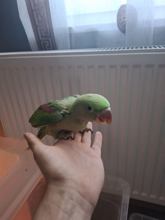 Pui blanzi marele Alexandru