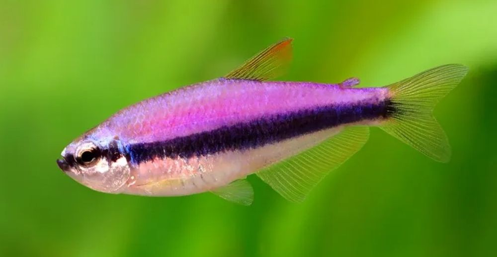 Продам пару Тетра Коста