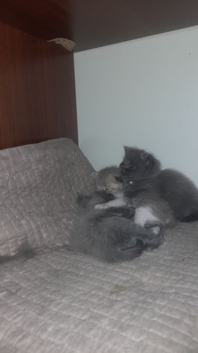 Продаю катят не дорого самие красивиеи не торгуеу позвоните поговариви