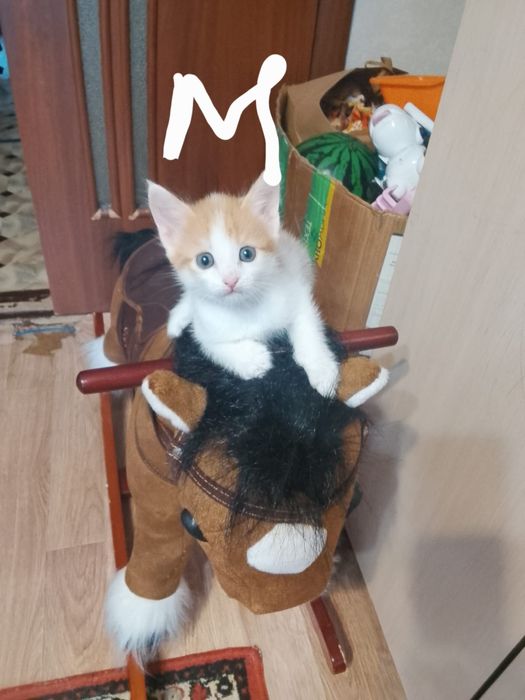 Отдам котят даром