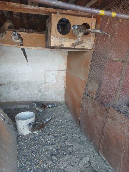 Алмазный молодые самцы