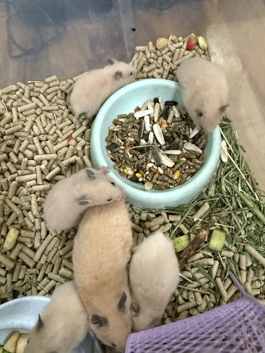 Продаются хомячки сирийские