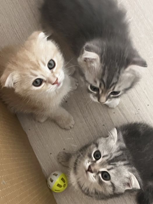 Вислоухие котята шотландцы