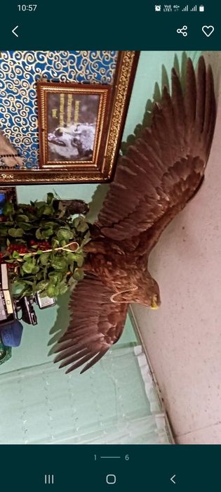 БЕРКУТ очень красиво.