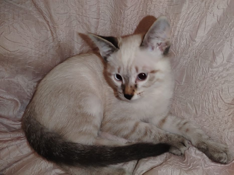 Отдам даром котят срочно.