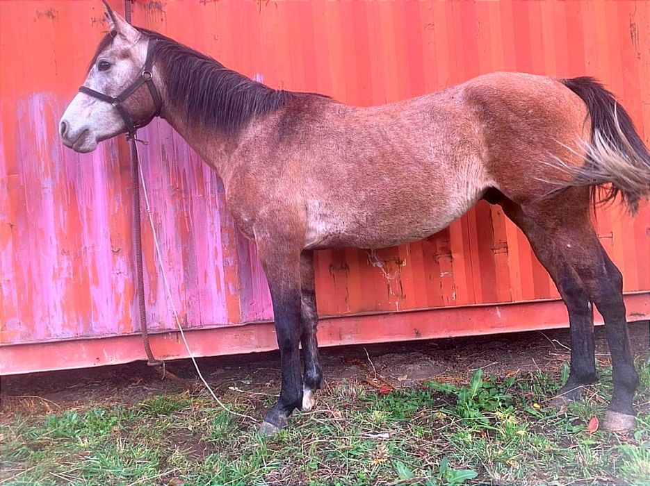 Арабский жеребец чистокровный