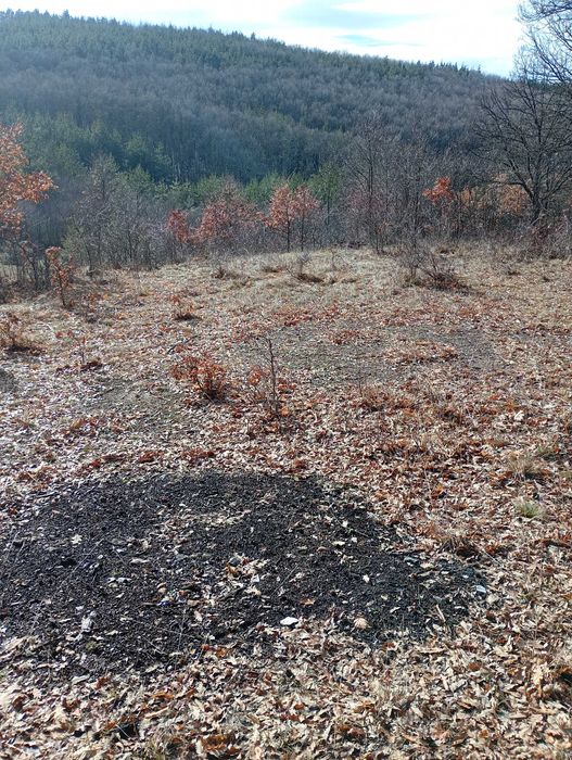 Имот в с.Дреново