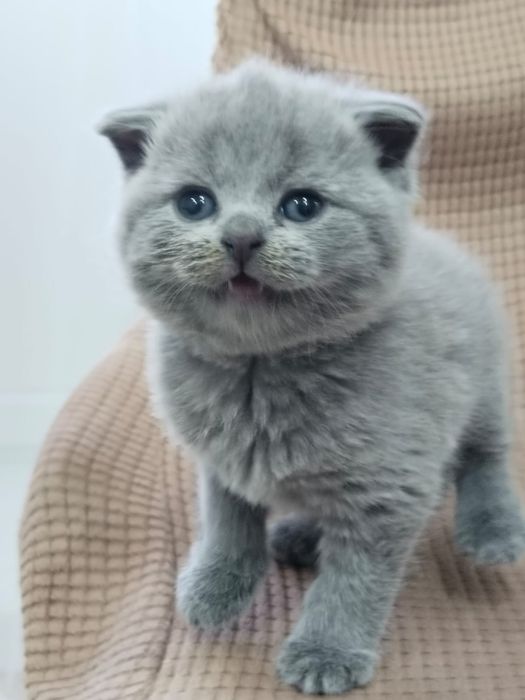 Продам шотландского мальчика