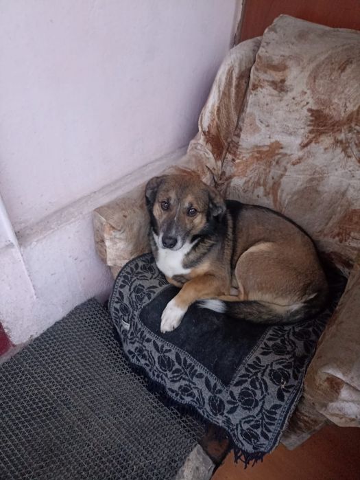 Пропала собака  кличка Арчи