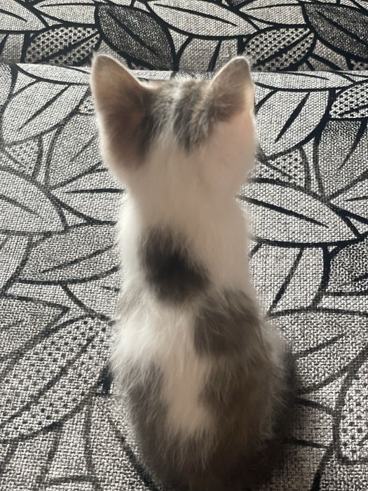 Котята бесплатно