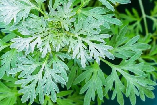 Seminte de pelin amar Artemisia Absinthium  pentru semanat