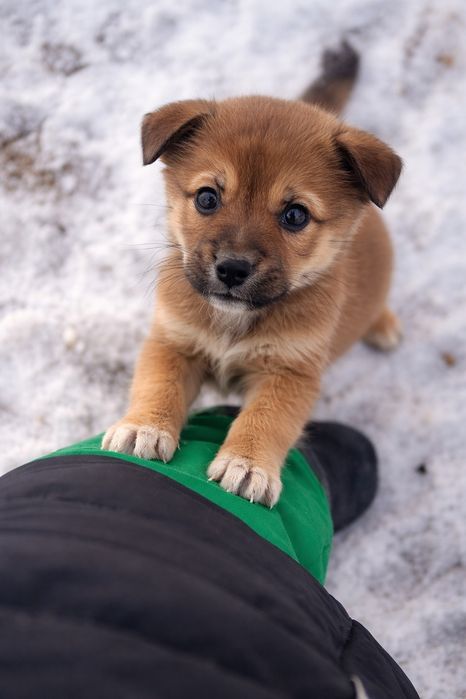 Срочно! Щенки в добрые руки!