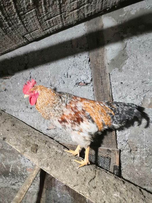 Продам петухов Билефельдер