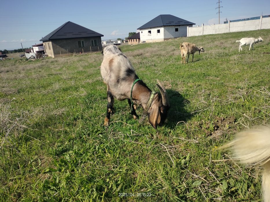 Срочно Теке ешкі козел коза