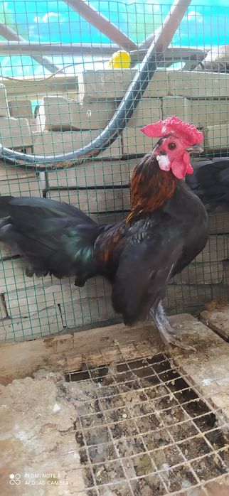 Сибрайт питух. Sibrayt xo'roz